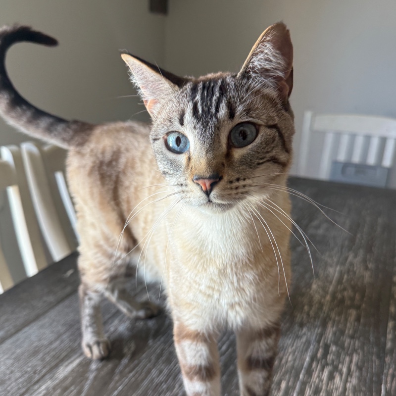 Nova